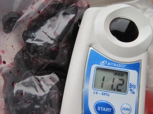 Myrtille biologique congelée IQF cultivée sauvage Sinocharm - Product Image 2