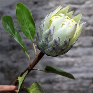 Protea-Flor artificial para decoración del hogar, flor de seda para boda, venta al por mayor - Product Image 4