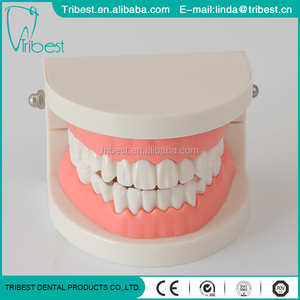 Vente directe d'usine : Modèle dentaire pathologique, <span class=keywords><strong>dents</strong></span> d'adulte pour l'enseignement médical - Product Image 4