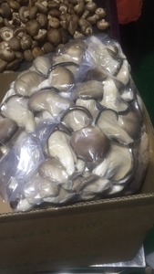 Detan congelados Pleurotus ostreatus/Nombres de hongos comestibles - Product Image 3