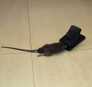 Perangkap Tikus Pengerat Plastik Perangkap Perangkap Tikus untuk Tikus