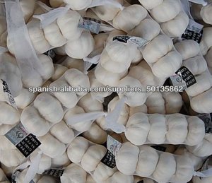 2013 ajo ( garlic) - Product Image 1
