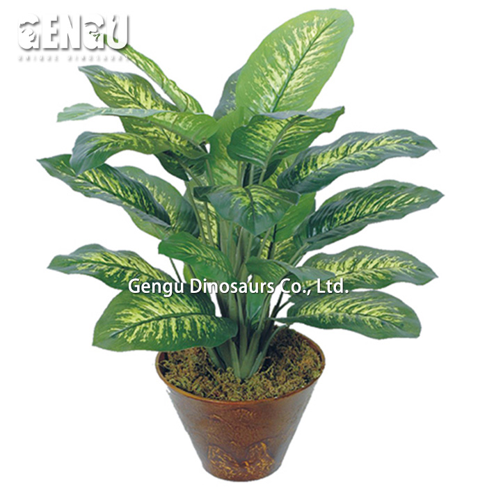 extra large money tree Pachira aquatica | Money Tree