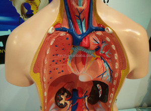 Apparecchiature di Laboratorio per Modelli di Anatomia Umana in Biologia - Product Image 6