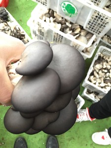 Detan <span class=keywords><strong>Pleurotus</strong></span> <span class=keywords><strong>Ostreatus</strong></span> Extrait De Champignon - Product Image 3