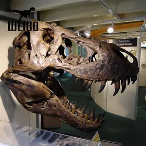 Cabeça de esqueleto de dinossauro exposição da qualidade do museu