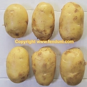 Venta de Papas Russet en Caja, Precio Nuevo - Product Image 5