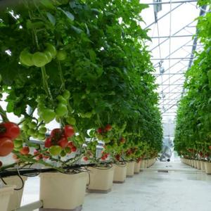 Contenitore per il pomodoro coltivazione idroponica benna Olandese - Product Image 6