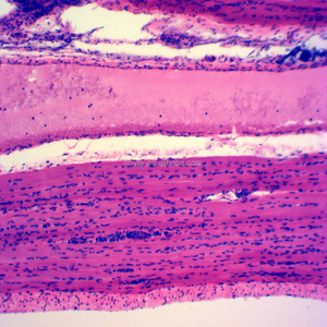 Skelettmuskulatur T. S. und L histologie rutschen/Menschlichen histologie rutschen menschlichen geweben rutschen - Product Image 6