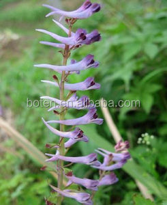 Tự nhiên <span class=keywords><strong>corydalis</strong></span> <span class=keywords><strong>yanhusuo</strong></span> hạt giống chiết xuất cho nhẹ nhõm đau - Product Image 3