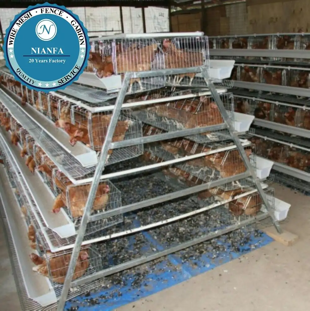 Cocô de galinha profissional/camada da galinha (fábrica de cantão)