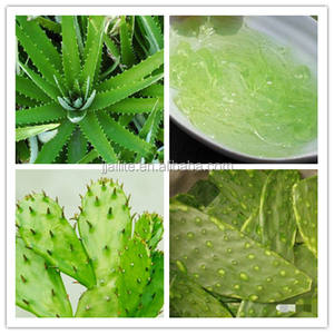 Máquina Multifuncional Profesional para Pelar Aloe/<span class=keywords><strong>Cactus</strong></span>, Línea de Producción de Gel de Aloe - Product Image 4