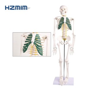 Modelo de <span class=keywords><strong>Esqueleto</strong></span> Anatómico Humano de 85cm/170cm/180cm con Ligamentos, Modelo de <span class=keywords><strong>Esqueleto</strong></span> Humano a Tamaño Real, <span class=keywords><strong>Esqueleto</strong></span> de Plástico - Product Image 2