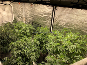 <span class=keywords><strong>Kingbrite</strong></span> 600 wát samsung lm301b lượng tử ban diy led gorw đèn kit - Product Image 5