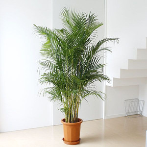 Piante Artificiali di Palma di Alta Qualità per Decorazione Domestica - Product Image 1