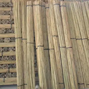 Bastão de bambu é usado para escalada plantas vinhas