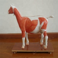 Kit d'anatomie bovine, modèle anatomique d'animal, kits médicaux pour bovins CE/ISO