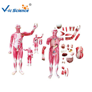 Modelo <span class=keywords><strong>de</strong></span> Disección <span class=keywords><strong>de</strong></span> los Músculos del Cuerpo Humano con Modelo <span class=keywords><strong>de</strong></span> Vísceras Adjunto, Disección <span class=keywords><strong>de</strong></span> los Músculos del Cuerpo, Modelo <span class=keywords><strong>de</strong></span> Vísceras, Modelo Educativo <span class=keywords><strong>de</strong></span> Ciencias Médicas - Product Image 3
