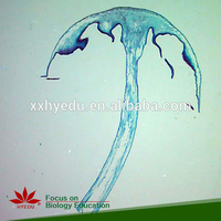 Fixed item High quality for learning Algae slides specimen and Fungi prepared microscope slides