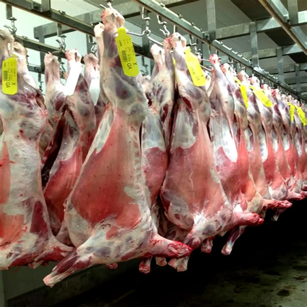 1000 Cừu Mỗi Ngày Giết Mổ Dòng Cho Halal Slaughterhouse Butcher Thiết Bị Abattoir Máy
