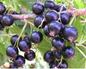 Hei Jia Lun Black Color Natural Dried Ribes Nigrum Fruits for Food - Product Image 3