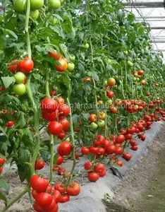 substrate nft hydroponic systems for tomato and other vegetables
