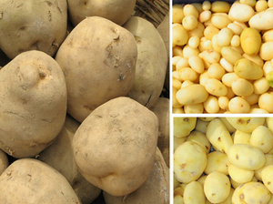 자동 망고 필링 및 피팅 머신 - Product Image 6