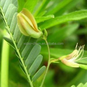 Alta calidad kosher GMP Extracto de Cassia nomame natural para bajar de peso - Product Image 2