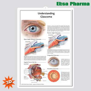 3D Bagan Dinding Anatomis Medis untuk Pemahaman Edwin - Product Image 1