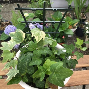 Meilleures ventes de fournitures de jardin supports d'escalade pour <span class=keywords><strong>plantes</strong></span> supports de fleurs empilables et combinables bricolage cadre de plante en plastique - Product Image 3