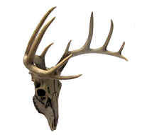 Décoration murale moderne d'Halloween en forme de tête de mouton en peluche avec simulation de bois de cerf pour cabane de chasse