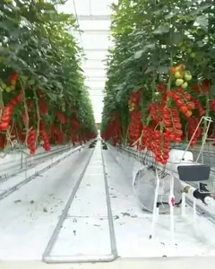 Llave en mano hortícolas a gran escala de policarbonato invernadero con sistema hidropónico para tomate invernadero