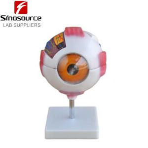 Modèle d'œil <span class=keywords><strong>humain</strong></span> grandeur nature 6 fois plus grand, modèle d'œil <span class=keywords><strong>géant</strong></span> XC-316A - Product Image 1