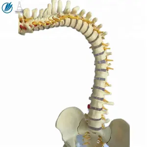 3d PVC 해부학 인간의 척추 모델 교육