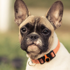 Fitcare PE805A Cảm Biến Không Dây Theo Dõi Hoạt Động Thông Minh Mắt Cá Chân <span class=keywords><strong>Pedometer</strong></span> - Product Image 6