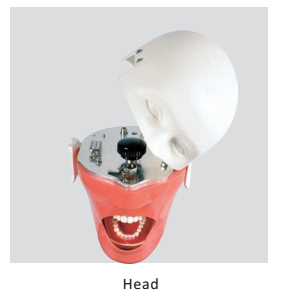 Simulateur de pratique dentaire, 21 pièces, tête de fantôme, pour l'étude et les entraînement à l'école des dents - Product Image 5