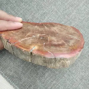 Natural petrified wood slice