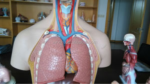 Anatomie et physiologie du corps humain, trois sexes, demi-corps, organes internes - Product Image 5