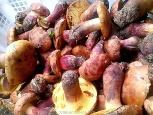 Detan <span class=keywords><strong>Boletus</strong></span> Edulis congelados compradores para setas - Product Image 2