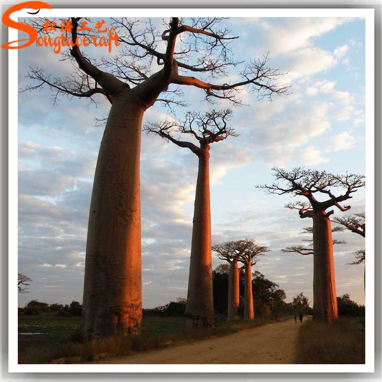 Giant Baobab Trees for Sale - Stunning Outdoor Decoration for Homes,  Hotels, and Events | Landscape-Ready Baobab Trees