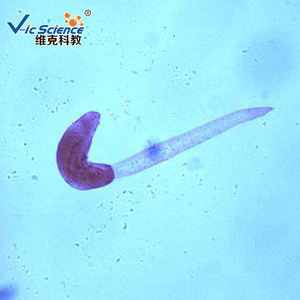 مجموعة مختلطة من الشرائح الخاصة بالعلوم الطبية لطفيليات الأطفال التي يتم تحضير ميكروسكوب الطفيلي منها - Product Image 4