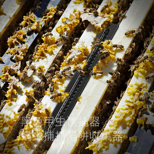 Manual Plastic Beekeeping Supplies <strong>Beetle</strong> Blaster <strong>Small</strong> <strong>Hive</strong> <strong>Beetle</strong> Trap for Bee Farms New Condition - Product Image 6