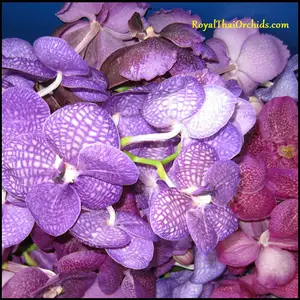 Vanda Blu. Orchidea fresca Del Fiore da Taglio
