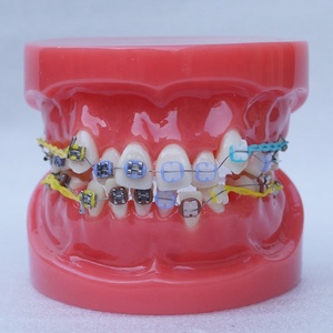 Dentale Ortodontico denti modello - Product Image 5