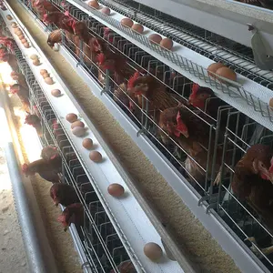 Gaiola de bateria camada de frango 4 tier, para fazenda de aves de tanzânia