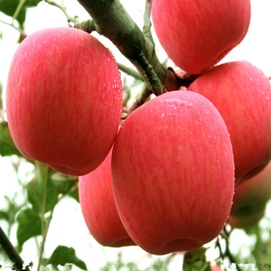 <span class=keywords><strong>Manzana</strong></span> Red <span class=keywords><strong>Delicious</strong></span> - Product Image 1