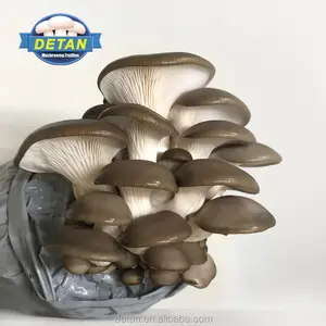 Detan Oyster Mushroom Kit/Names of Mushrooms