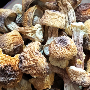 Detan seco <span class=keywords><strong>seta</strong></span> <span class=keywords><strong>Agaricus</strong></span> blazei exportación - Product Image 3