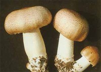 Gezond en voedzaam voedsel Agaricus Blazei extract 8% polysachariden poederextract