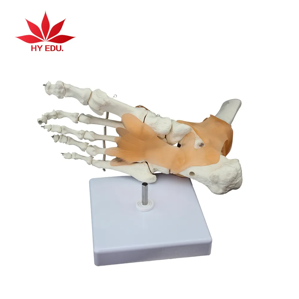 Doğal boyut ayak bileği eklem PVC insan iskelet modeli ligament iskelet